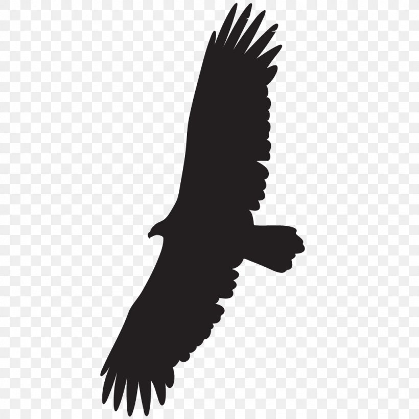 Cornell Lab Of Ornithology Turkey Vulture Bird Black Vulture, PNG, 1024x1024px, Cornell Lab Of Ornithology, Accipitriformes, All About Birds, Andean Condor, Bald Eagle Download Free