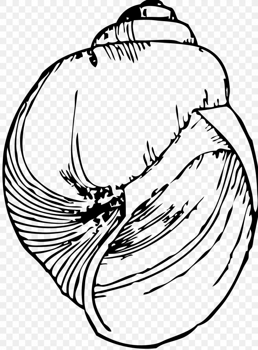 Drawing Seashell Line Art Gastropod Shell Clip Art, PNG, 1979x2686px, Drawing, Art, Artwork, Beak, Bird Download Free