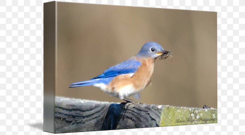 Finches Cobalt Blue Beak Feather, PNG, 650x452px, Finches, Beak, Bird, Blue, Bluebird Download Free