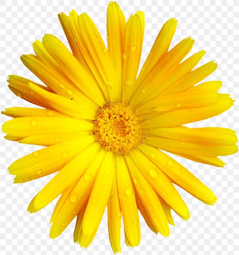 Flower Yellow Transvaal Daisy Clip Art, PNG, 1125x1200px, Flower, Calendula, Chrysanths, Common Daisy, Daisy Family Download Free