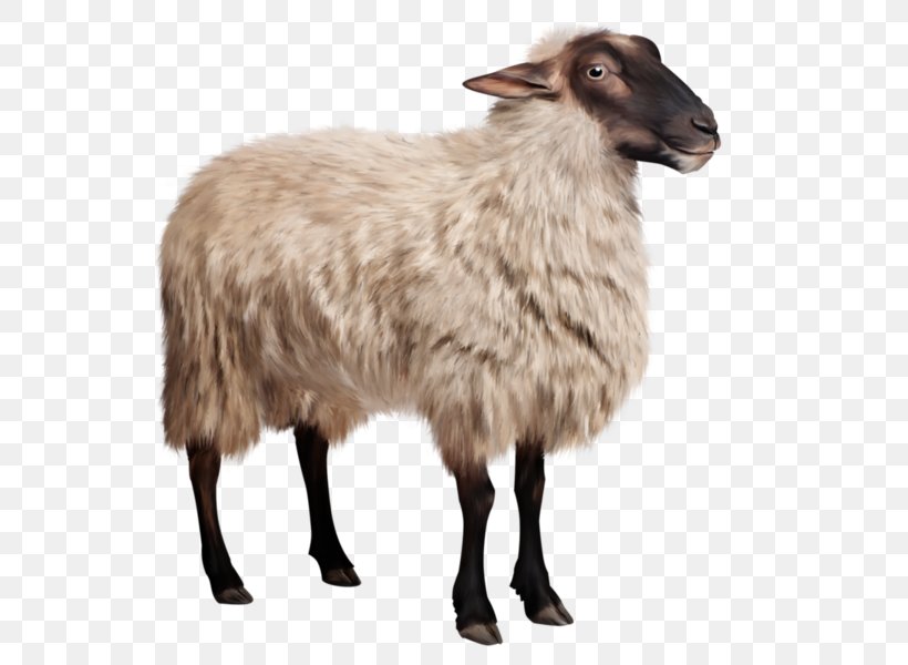 Sheep Crochet Braids Pet, PNG, 600x600px, Sheep, Barbary Sheep, Braid, Cow Goat Family, Crochet Braids Download Free