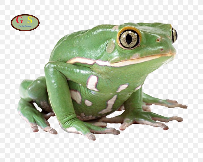 American Bullfrog Pig Frog Poison Dart Frog, PNG, 1000x800px, Frog, American Bullfrog, Amphibian, Bullfrog, Glass Frog Download Free