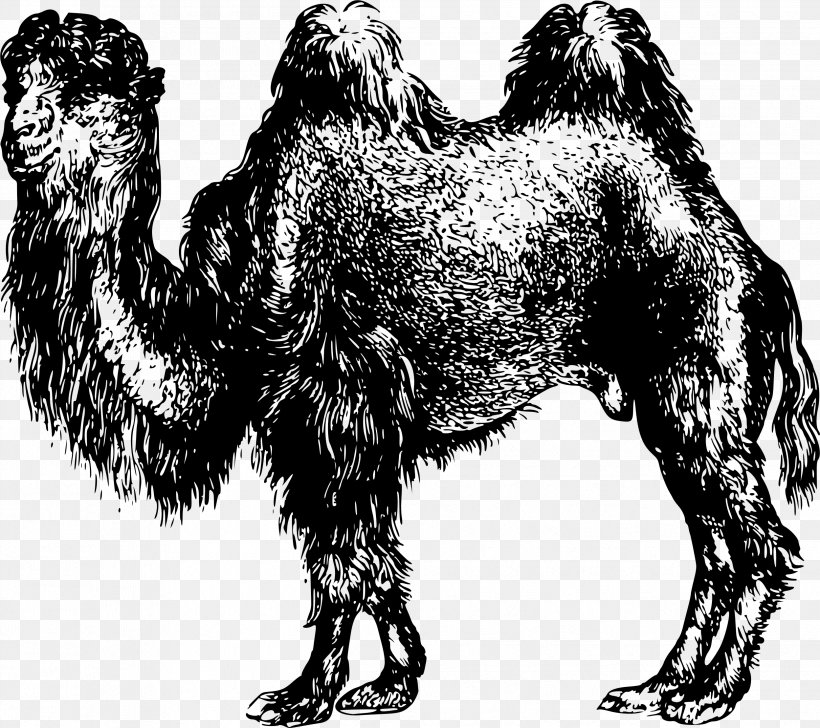 Dog Breed Dromedary Clip Art, PNG, 2497x2218px, Dog Breed, Black And White, Camel, Camel Like Mammal, Carnivoran Download Free
