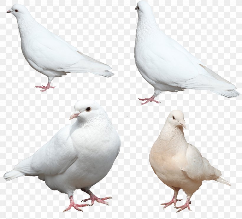 Chicken Stock Dove Columbidae Feather Wing, PNG, 2550x2311px, Domestic Pigeon, Beak, Bird, Chicken, Columbidae Download Free