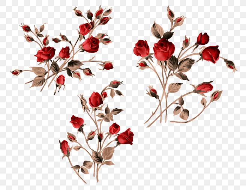 Rose Clip Art Vector Graphics Image, PNG, 800x635px, Rose, Blossom, Branch, Floral Design, Flower Download Free