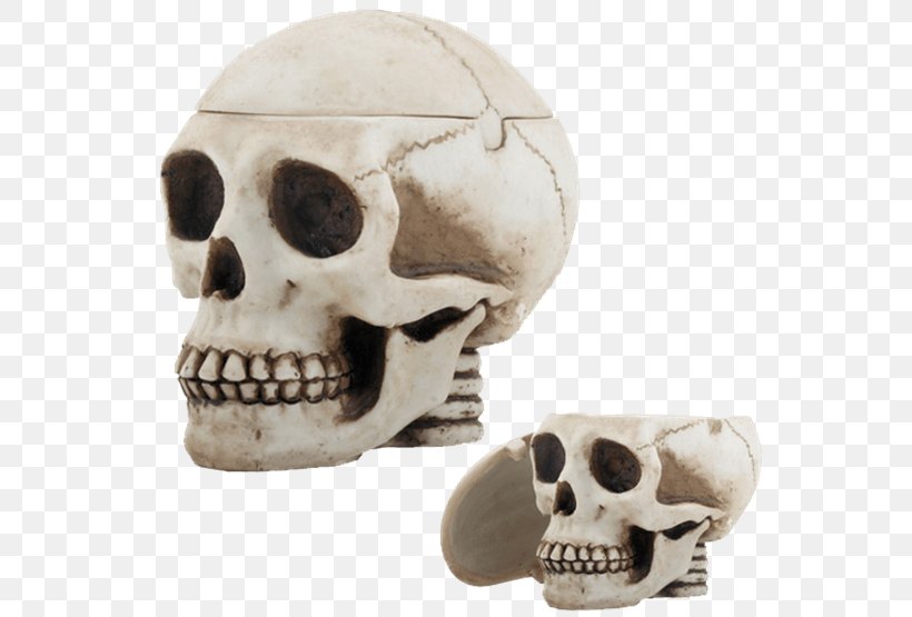 Skull Human Skeleton Ashtray Cranial Cavity, PNG, 555x555px, Skull, Ashtray, Bone, Bowl, Brain Download Free