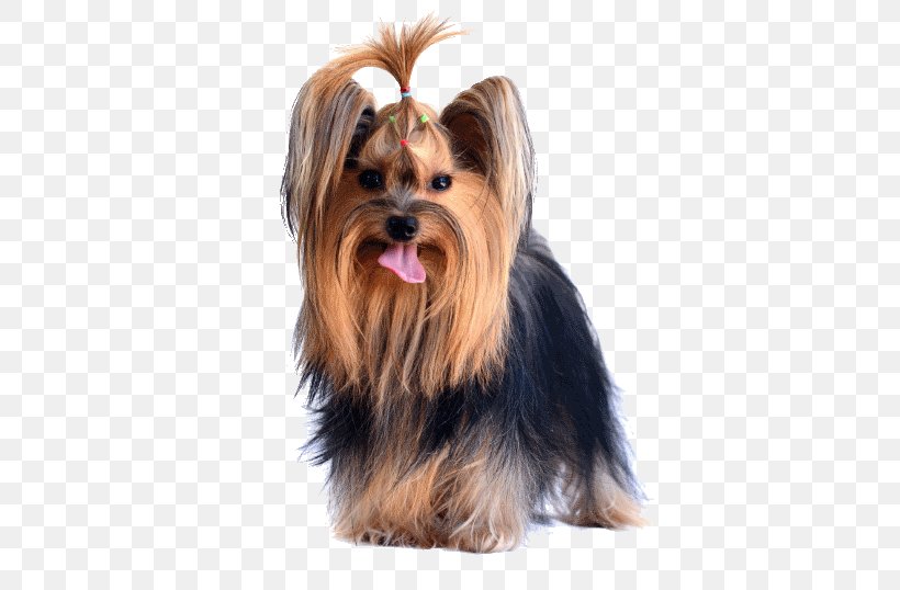 Yorkshire Terrier Australian Silky Terrier Australian Terrier Morkie Puppy, PNG, 500x538px, Yorkshire Terrier, Australian Silky Terrier, Australian Terrier, Biewer Terrier, Breed Download Free