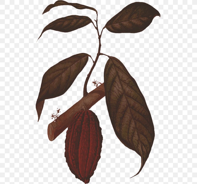 Cacao Tree Chocolate Bar Cocoa Bean Food, PNG, 524x768px, Cacao Tree, Bean, Botanical Illustration, Chocolate, Chocolate Bar Download Free