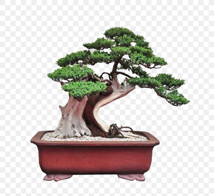Chinese Sweet Plum Penjing Bonsai Tree Flowerpot, PNG, 750x750px, Chinese Sweet Plum, Art, Blog, Bonsai, Chinese Garden Download Free