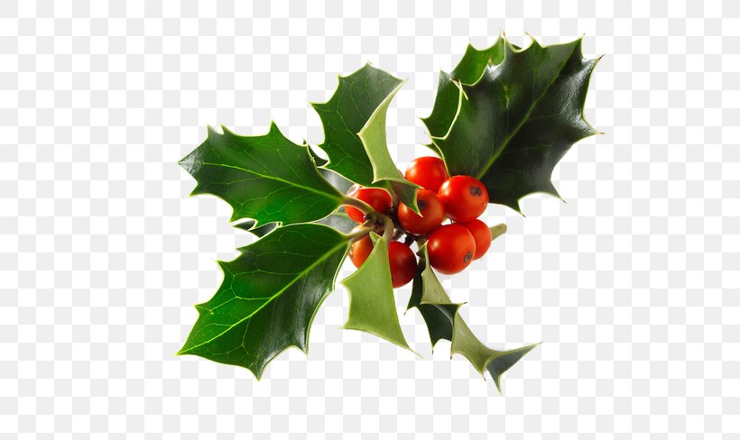 Common Holly Stock Photography Christmas Alamy, PNG, 650x488px, Common Holly, Alamy, Aquifoliaceae, Aquifoliales, Berry Download Free