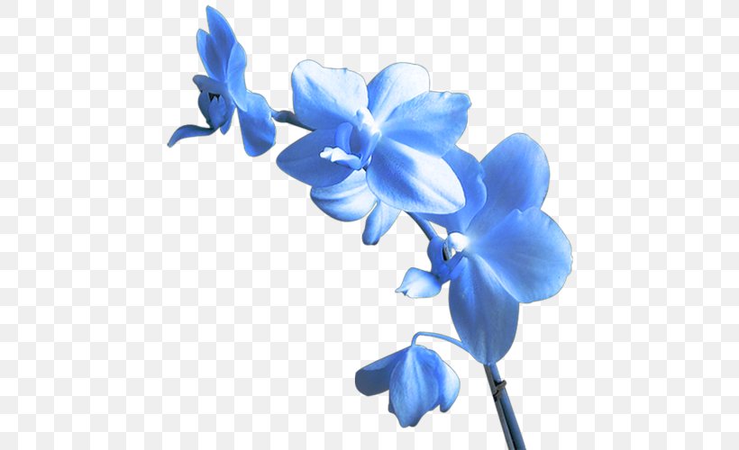 Flower Yellow Clip Art, PNG, 461x500px, Flower, Blue, Boat Orchid, Color, Cut Flowers Download Free