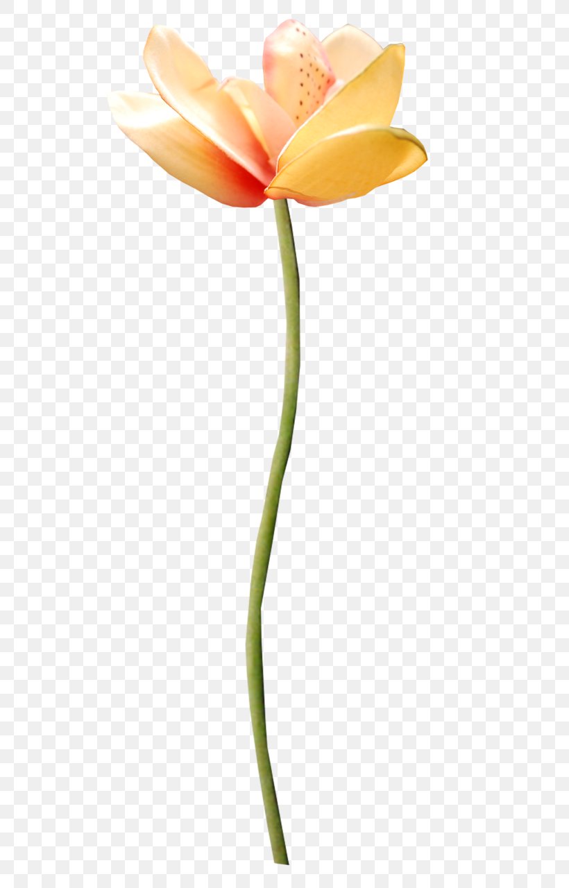 Flowering Plant Cut Flowers Tulip Plant Stem, PNG, 552x1280px, Flower, Bud, Cut Flowers, Flora, Flowering Plant Download Free