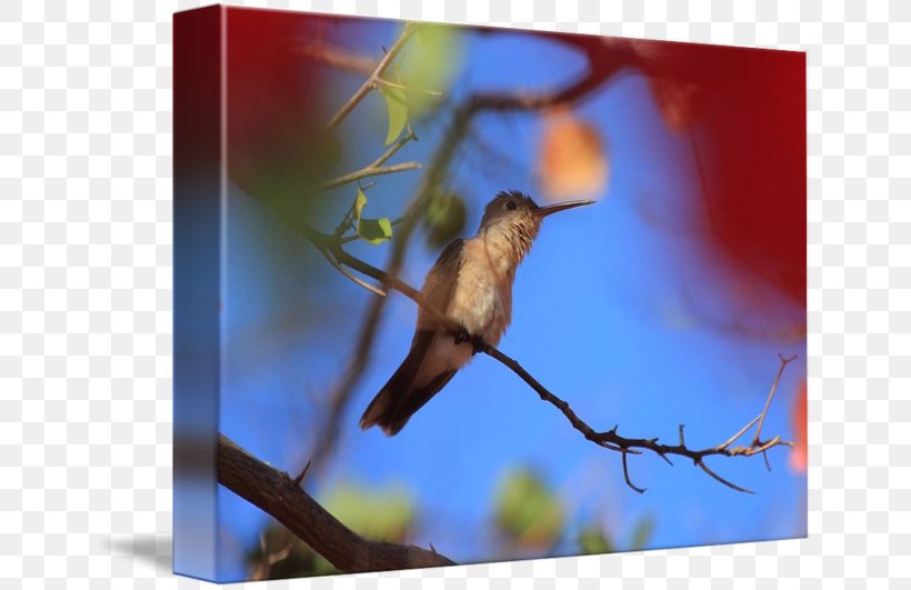 Hummingbird Stock Photography Fauna Beak, PNG, 650x531px, Watercolor, Cartoon, Flower, Frame, Heart Download Free