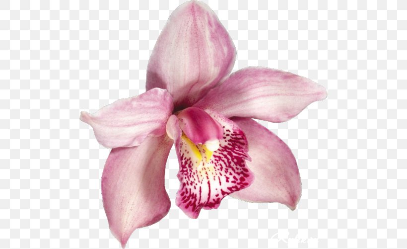 Orchids Clip Art, PNG, 500x501px, Orchids, Cattleya, Cattleya Orchids, Cut Flowers, Desktop Environment Download Free
