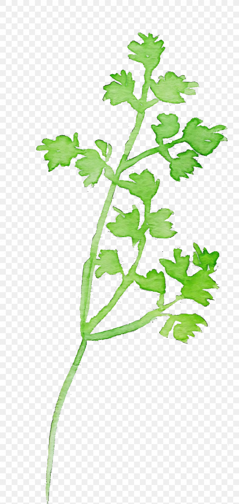 Parsley, PNG, 1628x3426px, Watercolor Chervil, Chervil, Chinese Celery, Flower, Geranium Download Free