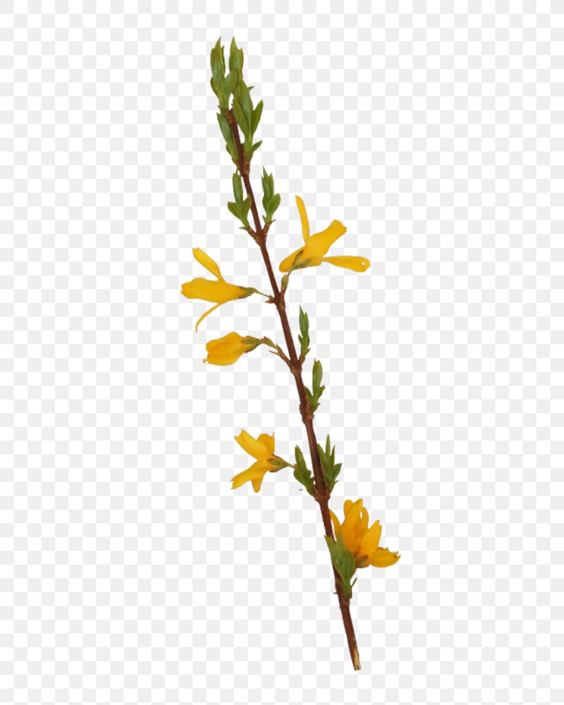 Plants Background, PNG, 535x1024px, Twig, Branch, Flower, Flowering Plant, Goldenrod Download Free
