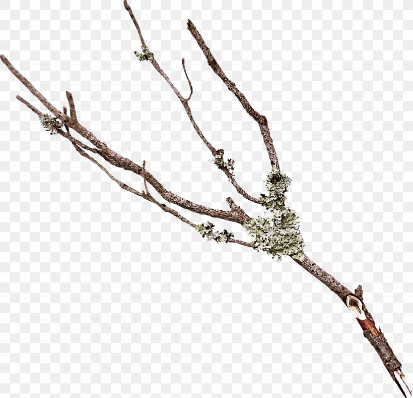 Branch Twig Plant Tree Plant Stem, PNG, 3000x2890px, Branch, Plant, Plant Stem, Tree, Twig Download Free