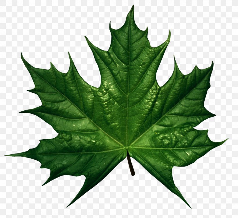 Canada Sugar Maple Maple Leaf Green Clip Art, PNG, 1200x1098px, Canada, Autumn Leaf Color, Color, Green, Leaf Download Free