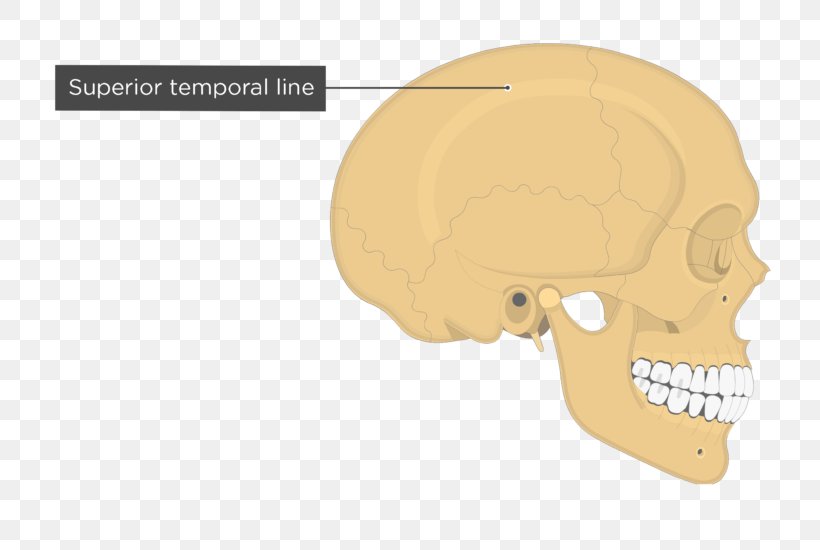 Skull Temporal Line Parietal Bone Anatomy, PNG, 745x550px, Skull, Anatomy, Bone, Ear, Frontal Bone Download Free
