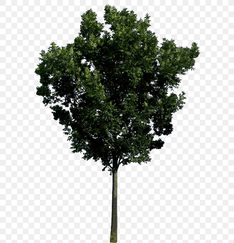 Tree, PNG, 600x851px, Tree, Branch, Display Resolution, Grass, Image File Formats Download Free