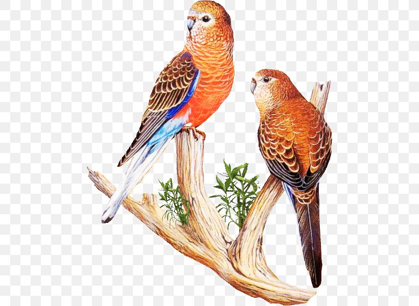 Bird Parrot Parakeet Macaw, PNG, 482x600px, Bird, Beak, Common Pet Parakeet, Domestic Canary, Drawing Download Free