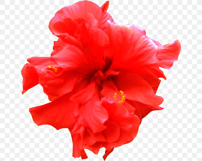 Shoeblackplant Hat Cut Flowers, PNG, 650x653px, Shoeblackplant, Carnation, China Rose, Chinese Hibiscus, Computer Network Download Free