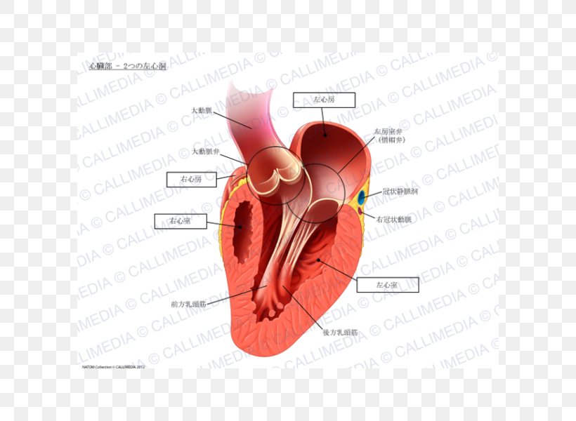 Heart Papillary Muscle Anatomy Circulatory System, PNG, 600x600px, Watercolor, Cartoon, Flower, Frame, Heart Download Free