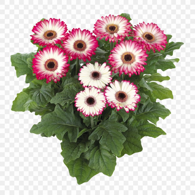 Houseplant Flower Seed Chrysanthemum, PNG, 1772x1772px, Houseplant, Annual Plant, Barberton Daisy, Chrysanthemum, Chrysanths Download Free