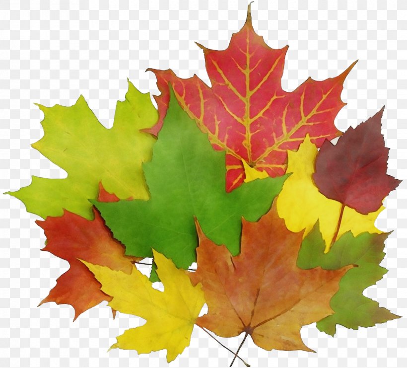 Maple Leaf, PNG, 1240x1121px, Watercolor, Black Maple, Deciduous, Grape Leaves, Leaf Download Free