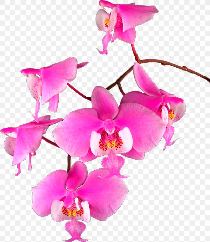 Moth Orchids Cattleya Orchids Raster Graphics Clip Art, PNG, 2072x2386px, Moth Orchids, Cattleya, Cattleya Orchids, Cut Flowers, Digital Image Download Free