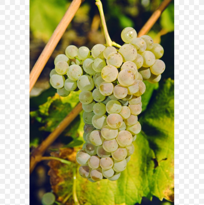 Sultana Savagnin Petite Arvine Canton Of Valais Wine, PNG, 1431x1440px, Sultana, Amazon Grape, Canton Of Valais, Chasselas, Common Grape Vine Download Free