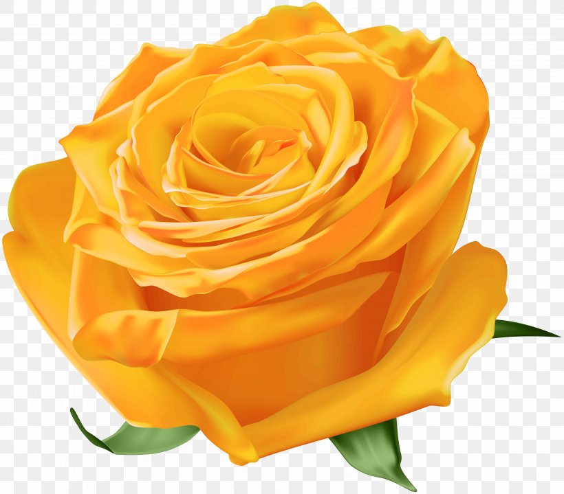 Garden Roses Yellow Blue Rose, PNG, 6000x5263px, Garden Roses, Blue, Blue Rose, Cut Flowers, Floribunda Download Free