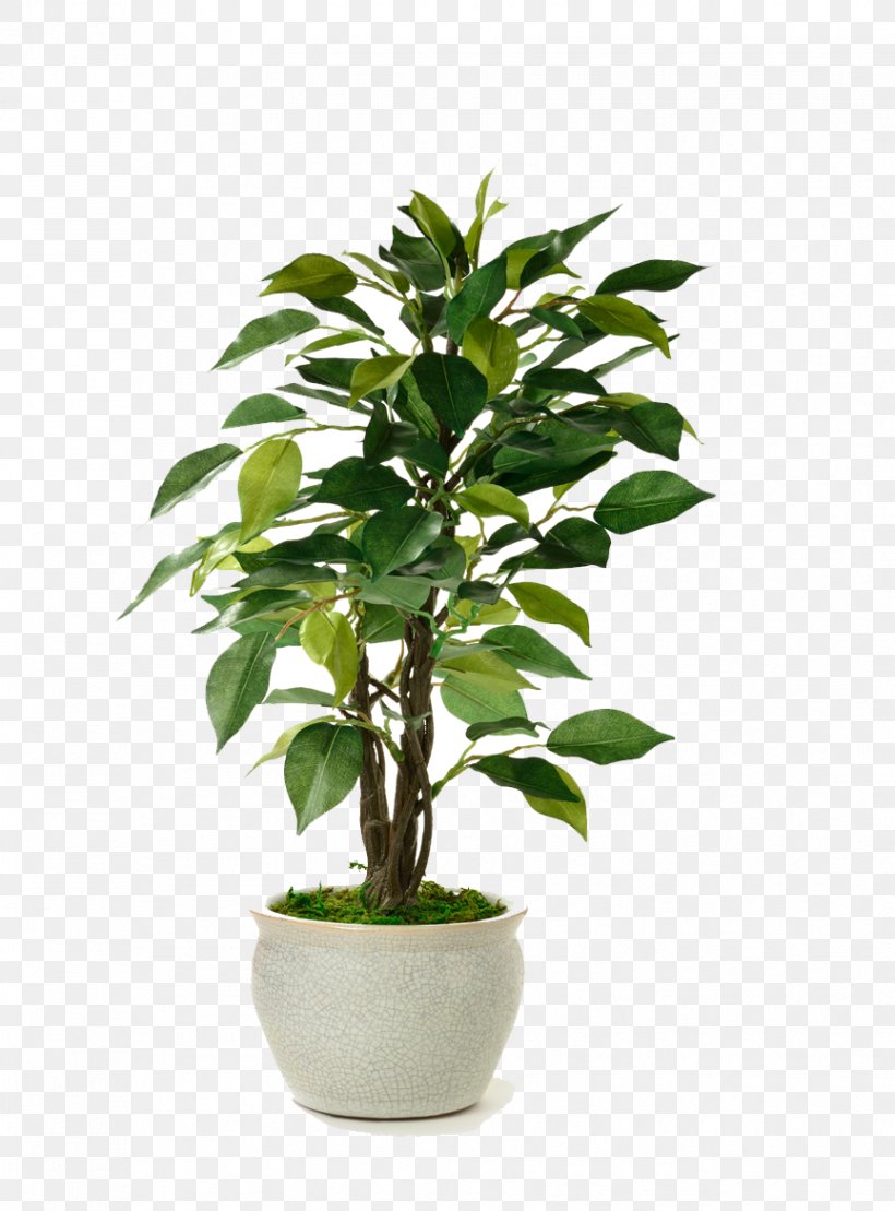 Houseplant Flowerpot Stock Photography Succulent Plant, PNG, 864x1169px, Houseplant, Evergreen, Fern, Flowerpot, Herb Download Free