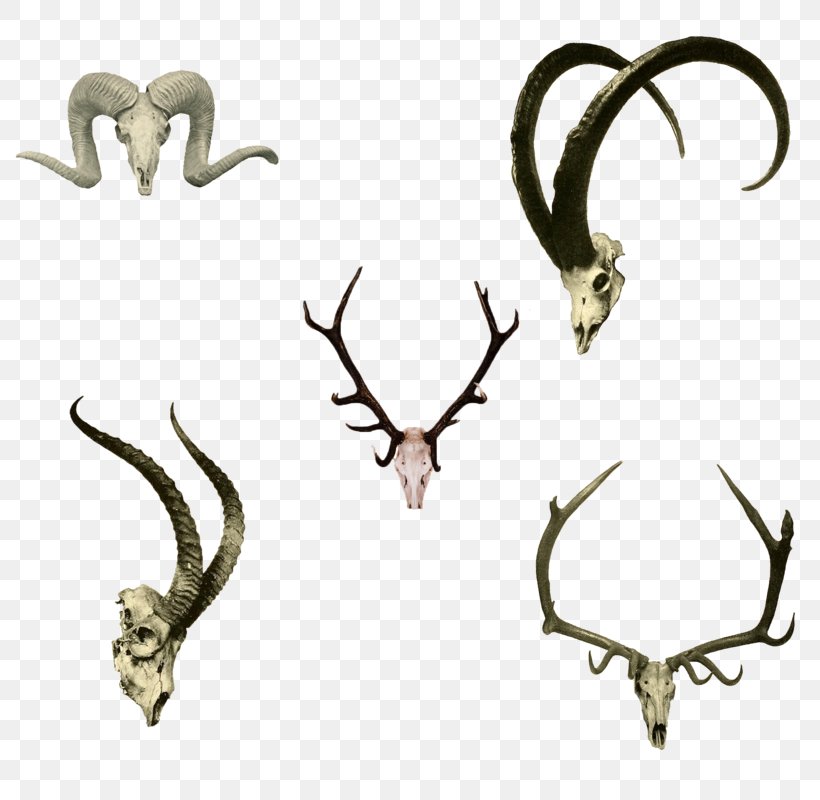 Antelope Sheep Image Design, PNG, 800x800px, Antelope, Antler, Body Jewelry, Bone, Creativity Download Free