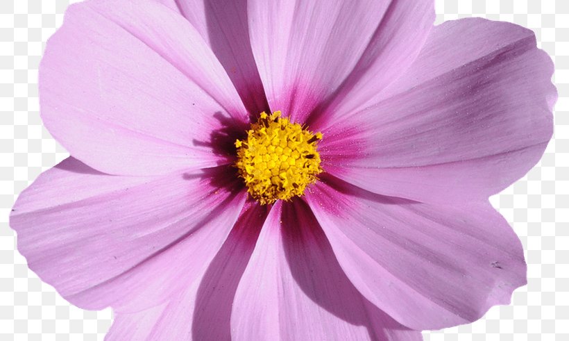 Cut Flowers Plant Yellow Pink, PNG, 800x491px, Flower, Annual Plant, Aster, Cosmos, Cut Flowers Download Free