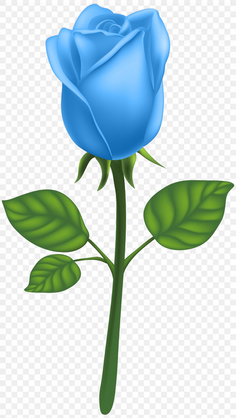 Garden Roses Adobe Illustrator Clip Art, PNG, 4518x8000px, Rose, Art Deco, Blue Rose, Clip Art, Flora Download Free