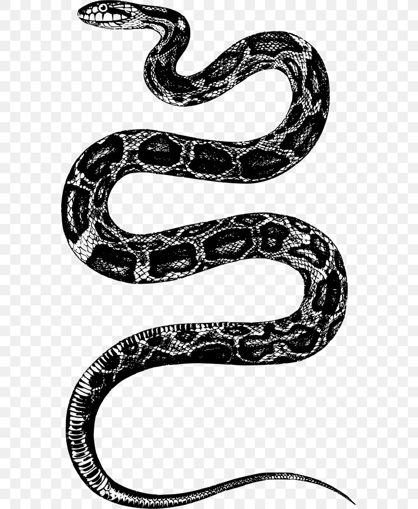 Rattlesnake Clip Art, PNG, 579x1000px, Snake, Art, Black And White, Boa Constrictor, Boas Download Free