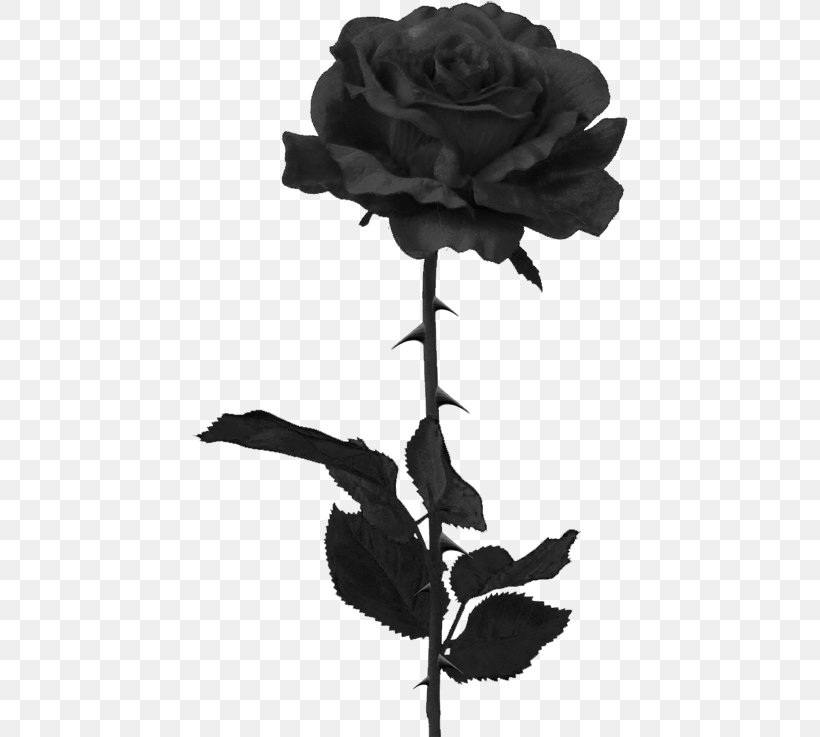 Black Rose Clip Art Image, PNG, 437x737px, Black Rose, Black, Blackandwhite, Blue Rose, Botany Download Free