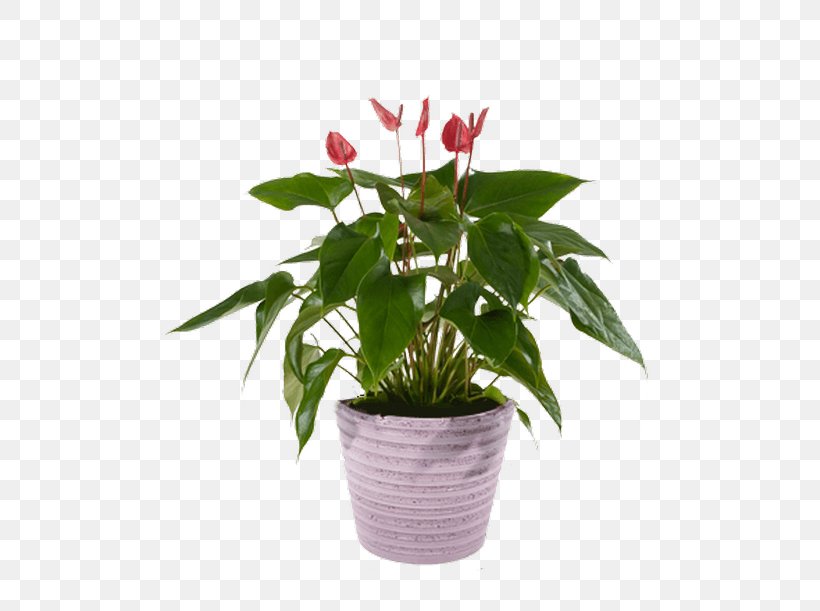 Cut Flowers Flowerpot Houseplant, PNG, 500x611px, Cut Flowers, Flower, Flowerpot, Houseplant, Plant Download Free