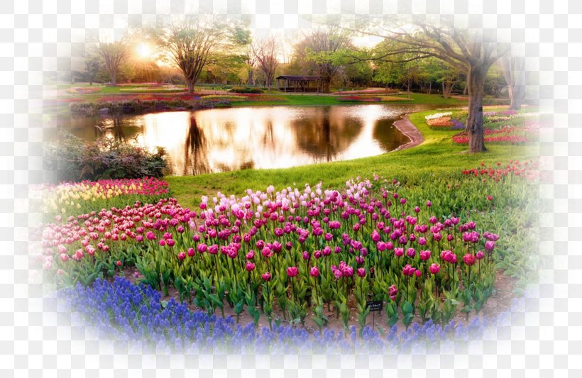 Flower Garden Desktop Wallpaper Rose Garden, PNG, 800x533px, Flower Garden, Blossom, Botanical Garden, Flora, Flower Download Free