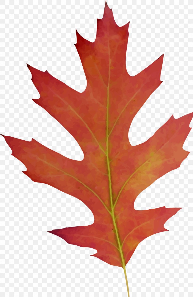 Leaf Clip Art, PNG, 1560x2400px, Leaf, Autocad Dxf, Drawing, Maple Leaf, Oak Download Free