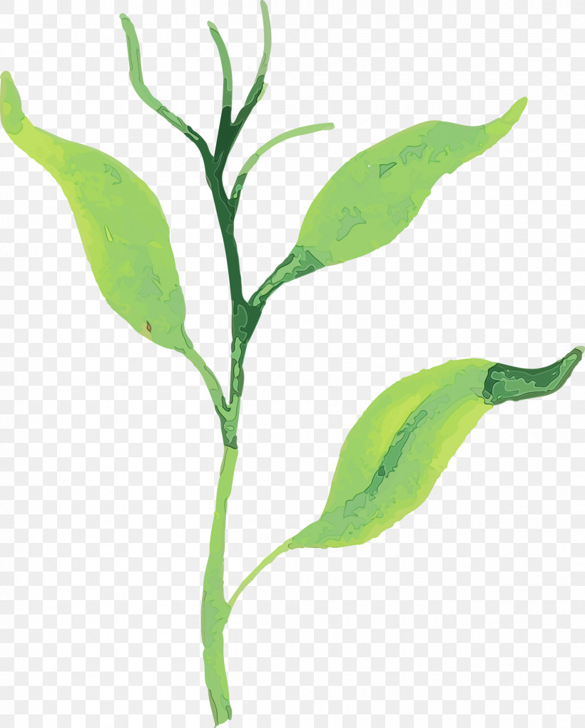 Leaf Plant Stem Plants Science Biology, PNG, 2413x3000px, Watercolor Autumn, Biology, Leaf, Paint, Plant Stem Download Free