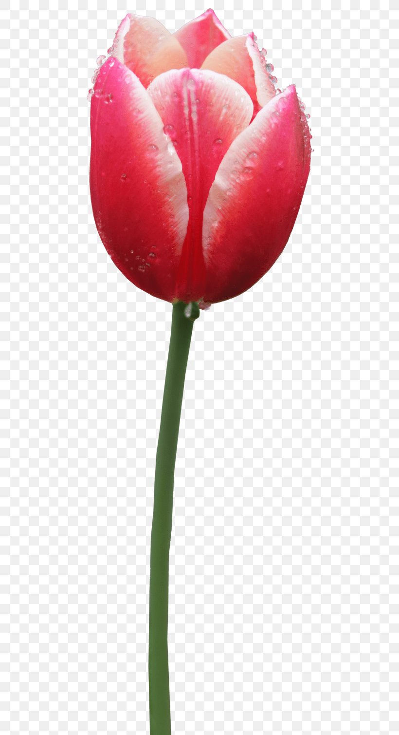 Clip Art Desktop Wallpaper Tulip Image, PNG, 480x1509px, Tulip, Bud, Close Up, Cut Flowers, Flower Download Free