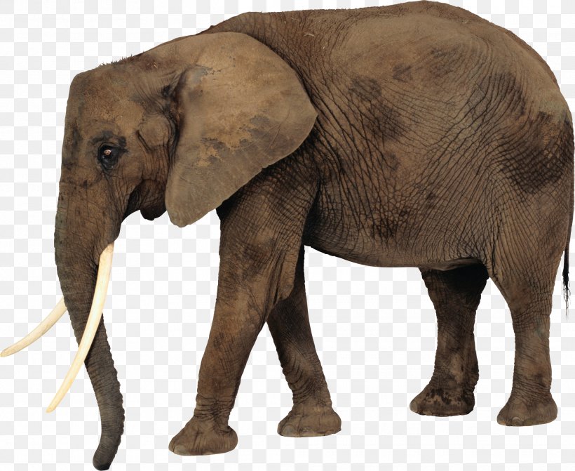 African Elephant Clip Art, PNG, 2075x1698px, African Bush Elephant, African Elephant, African Forest Elephant, Asian Elephant, Elephant Download Free