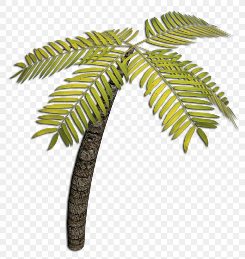 Coconut Flowerpot Leaf Plant Stem, PNG, 860x909px, Coconut, Arecales, Flowerpot, Leaf, Palm Tree Download Free