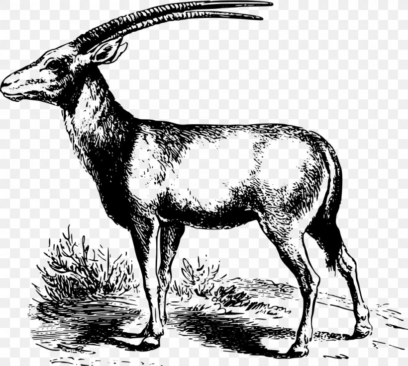 Oryx Antelope Gazelle Clip Art, PNG, 1000x899px, Oryx, Antelope, Antler, Black And White, Cattle Like Mammal Download Free