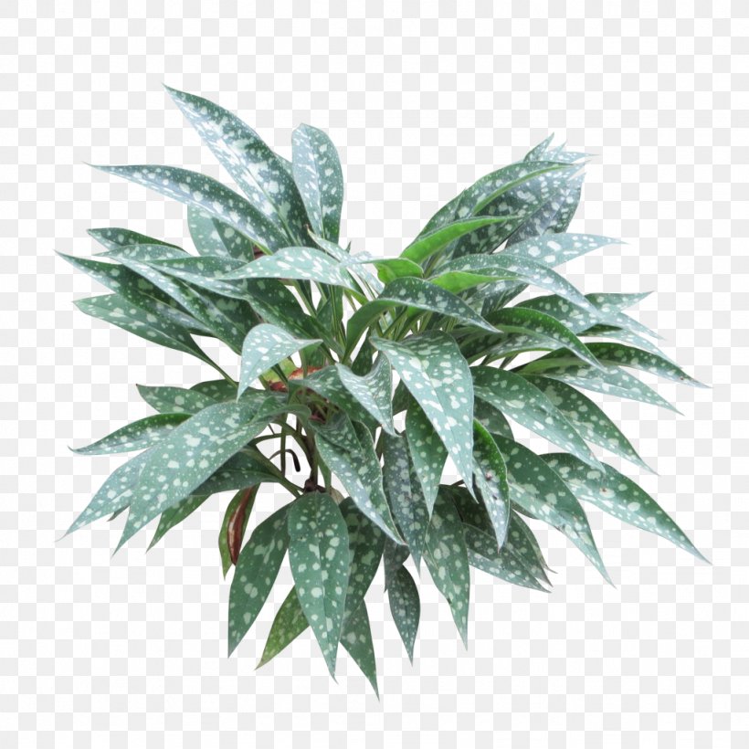 Embryophyta Shrub Tree Plantain Lilies, PNG, 1024x1024px, Embryophyta, Artemisia Ludoviciana, Evergreen, Flowerpot, Greening Download Free