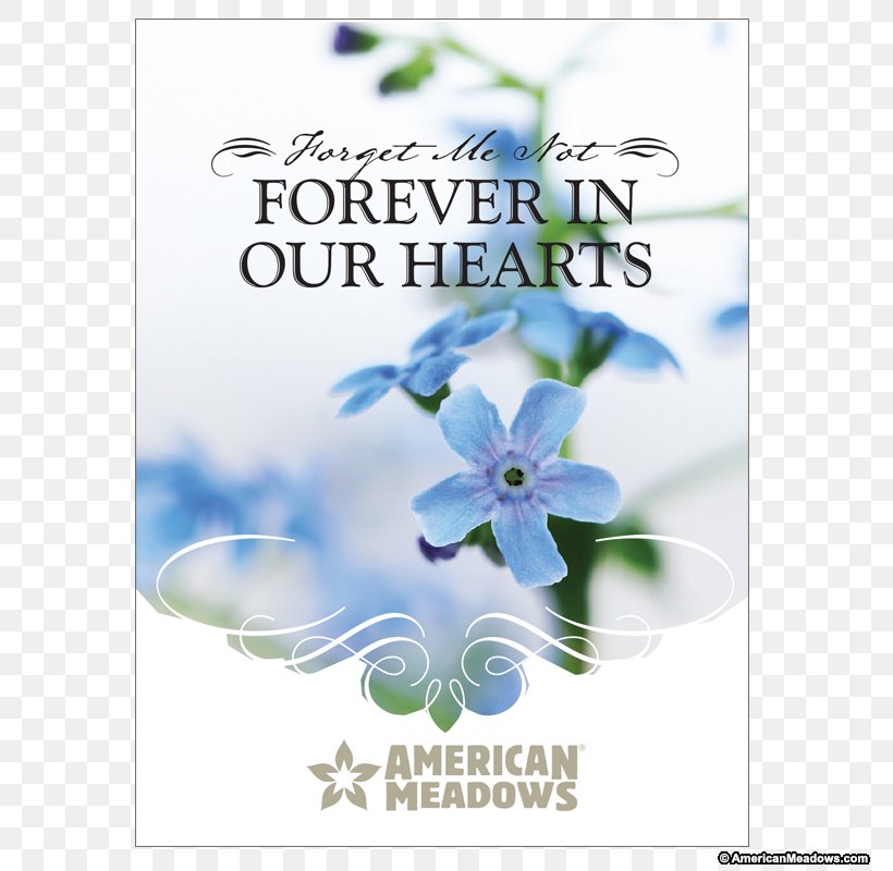 Flower Wood Forget-me-not Seed Water Forget-Me-Not Floral Design, PNG, 800x800px, Flower, Advertising, Bird Food, Flora, Floral Design Download Free