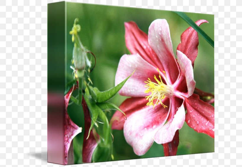 Flowering Plant, PNG, 650x567px, Flowering Plant, Blossom, Flora, Flower, Petal Download Free