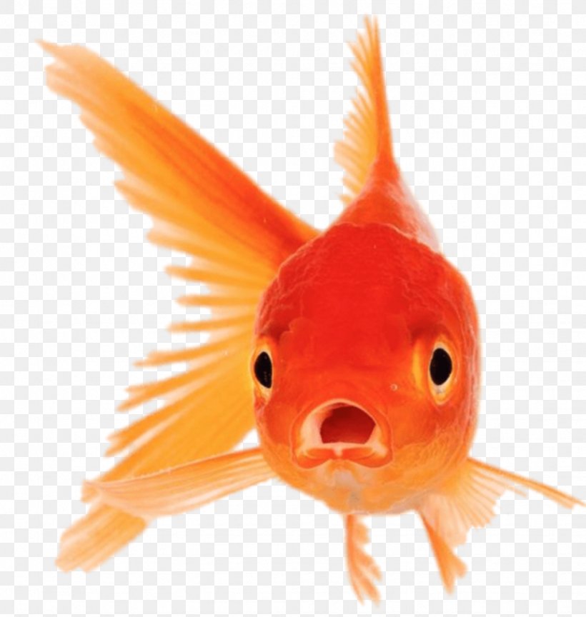 Orange, PNG, 971x1024px, Fish, Bonyfish, Feeder Fish, Fin, Goldfish Download Free